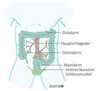 Gros intestin, rectum, intestin grêle